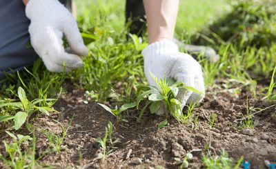 Cách diệt cỏ dại trong vườn đơn giản